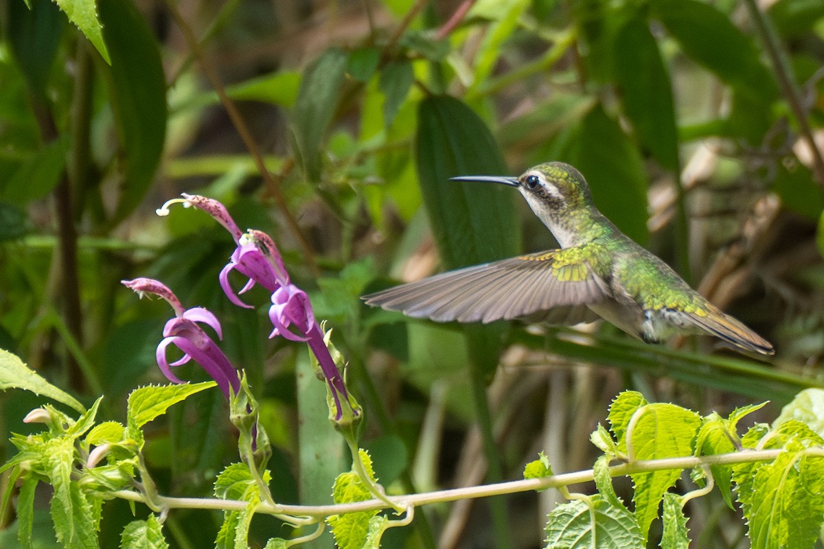 Bronzeschwanz-Smaragdkolibri - ML644116229