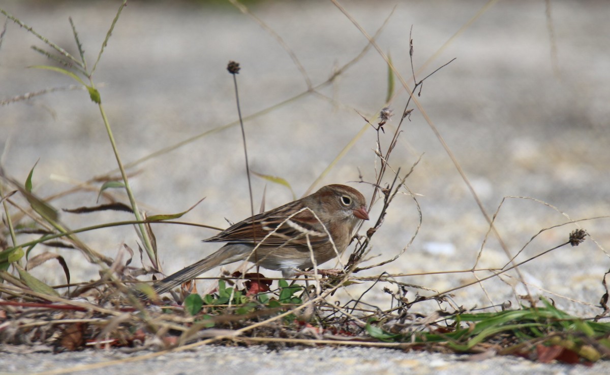 Карнатка польова - ML644116233