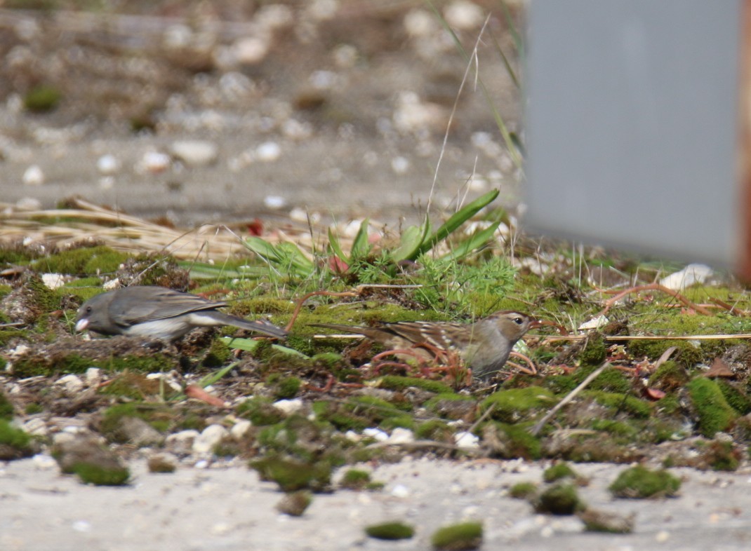 Бруант білобровий - ML644116243