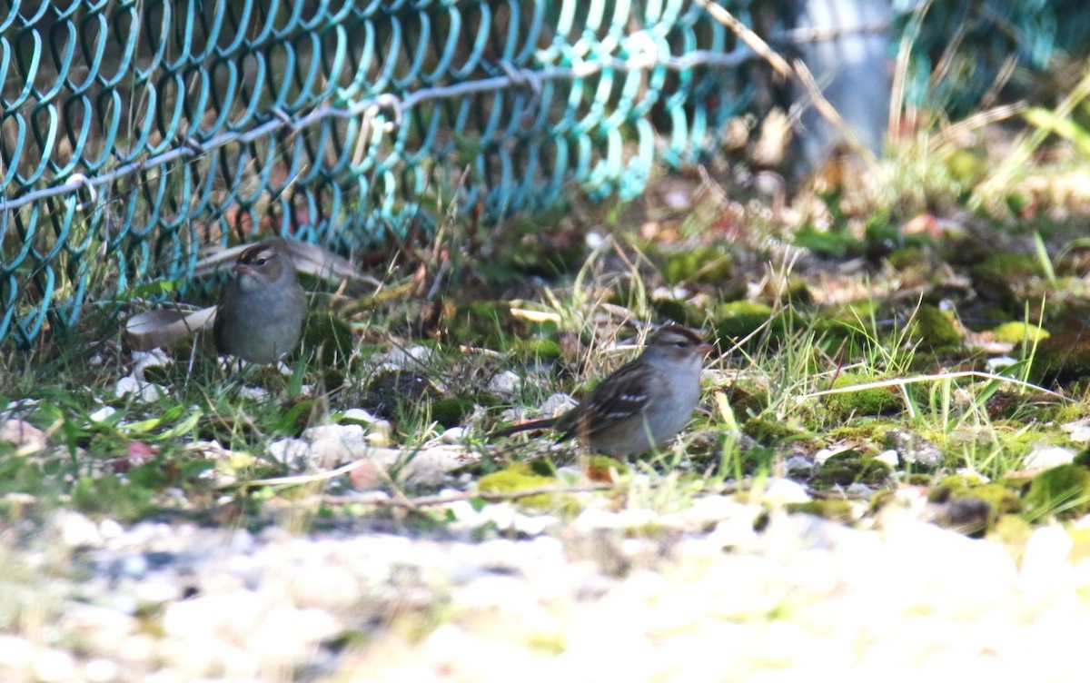 Бруант білобровий - ML644116244