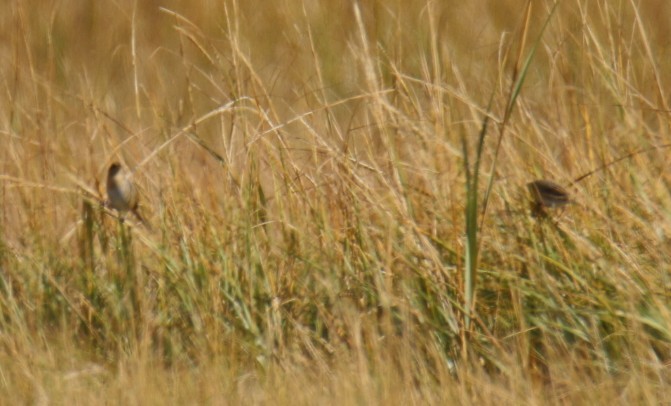 Багновець блідий - ML644116254