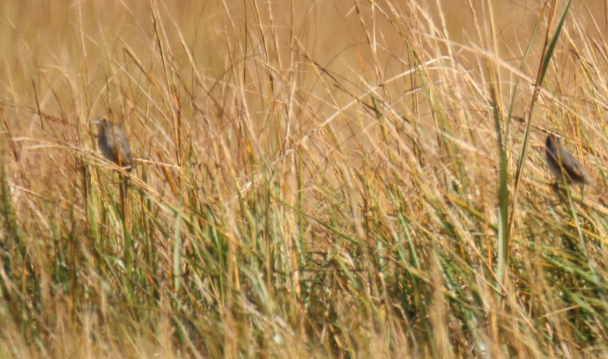 Багновець блідий - ML644116255