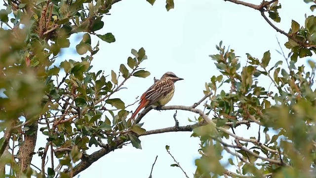 Sulphur-bellied Flycatcher - ML644116258