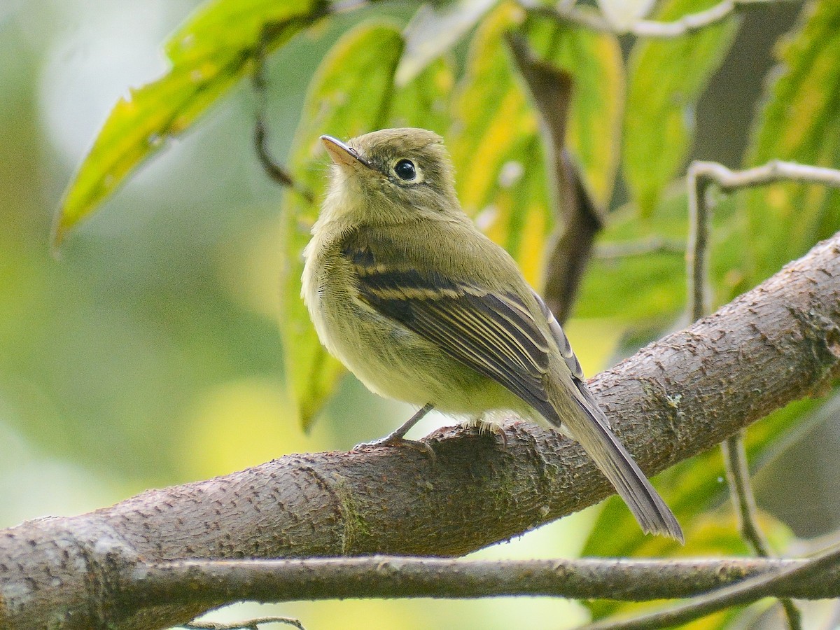 Yellowish Flycatcher - ML644116260