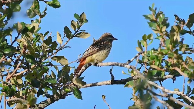 Sulphur-bellied Flycatcher - ML644116271