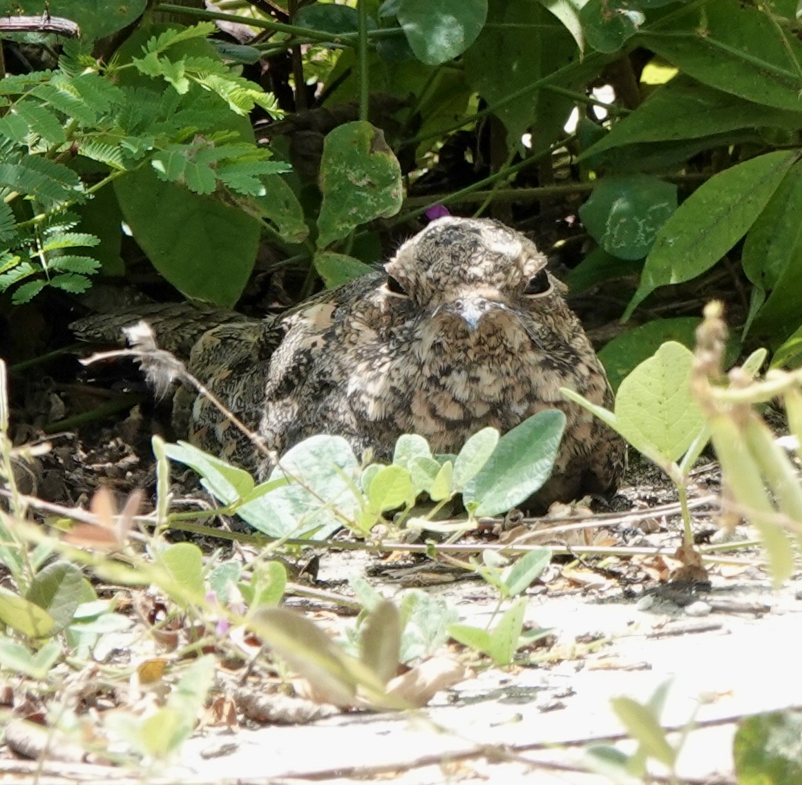 Savanna Nightjar - ML644116276