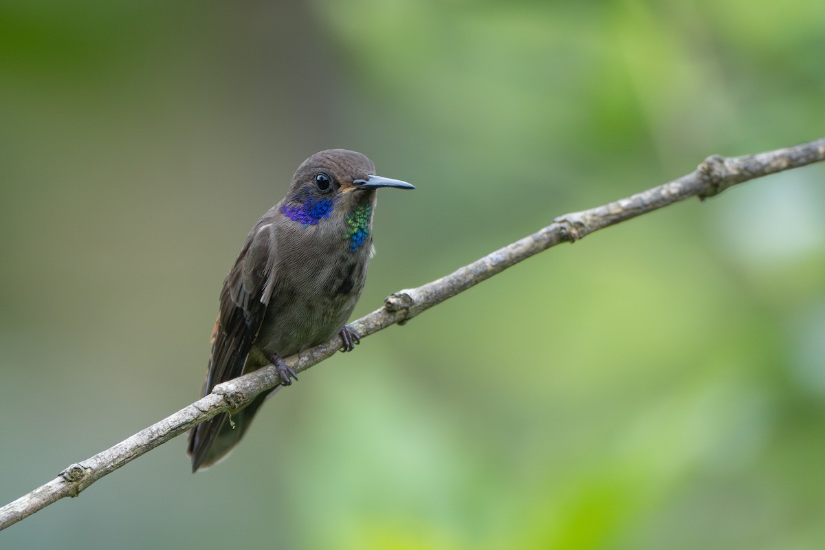 Бурый фиалкоух - ML644116287