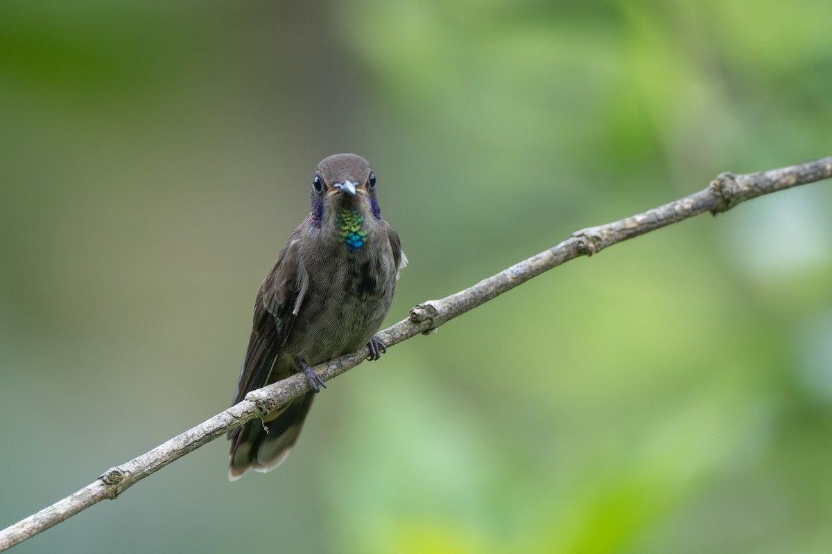 Бурый фиалкоух - ML644116288