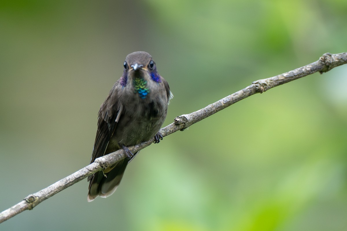 Бурый фиалкоух - ML644116290