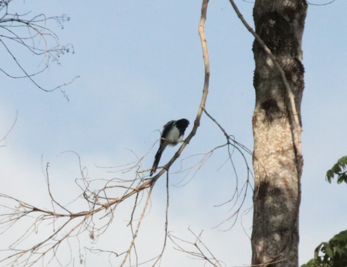 Magpie Tanager - ML644116292