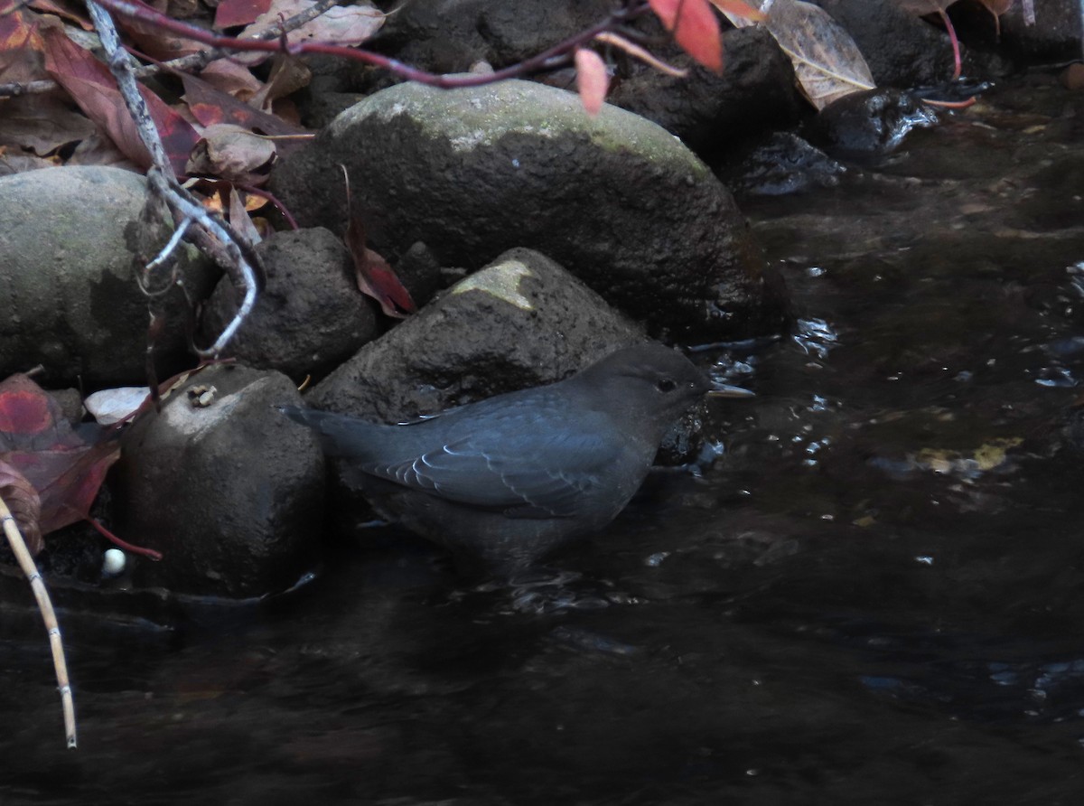 American Dipper - ML644116301