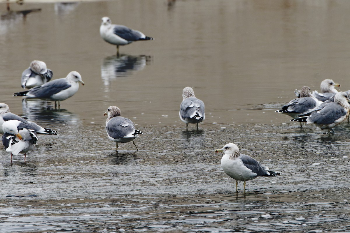 California Gull - ML644116303