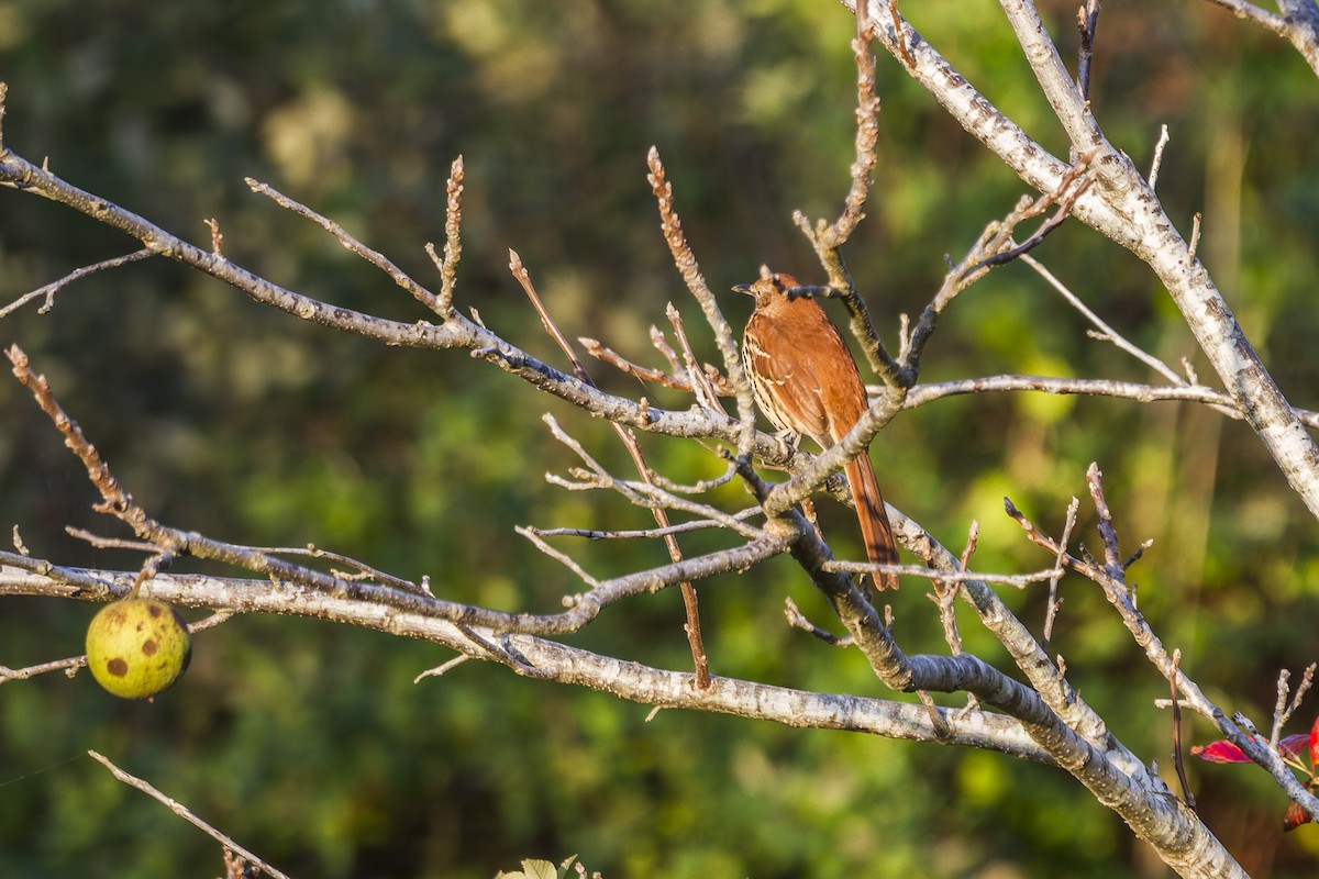 Brown Thrasher - ML644116305