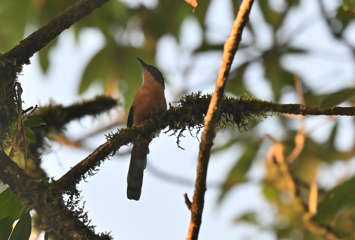 Rufous Sibia - ML644116320