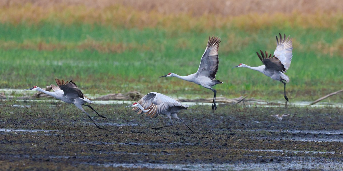 Sandhill Crane - ML644116329