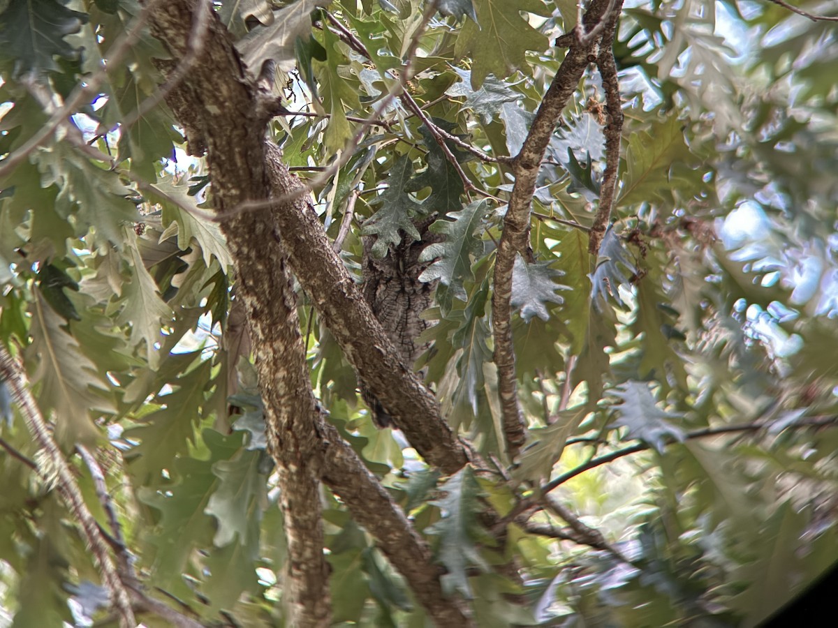 Eastern Screech-Owl - ML644116331