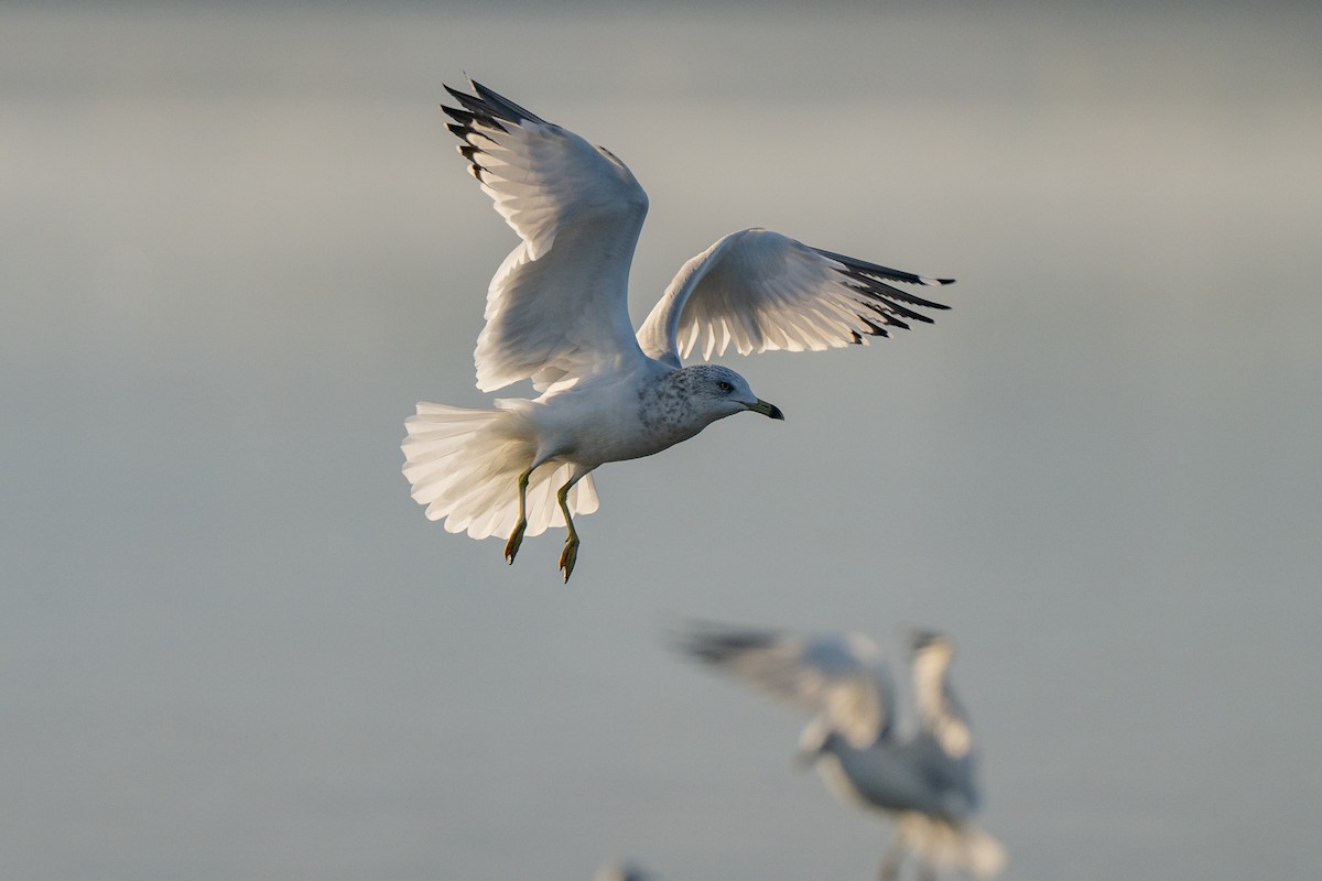 Ring-billed Gull - ML644116335