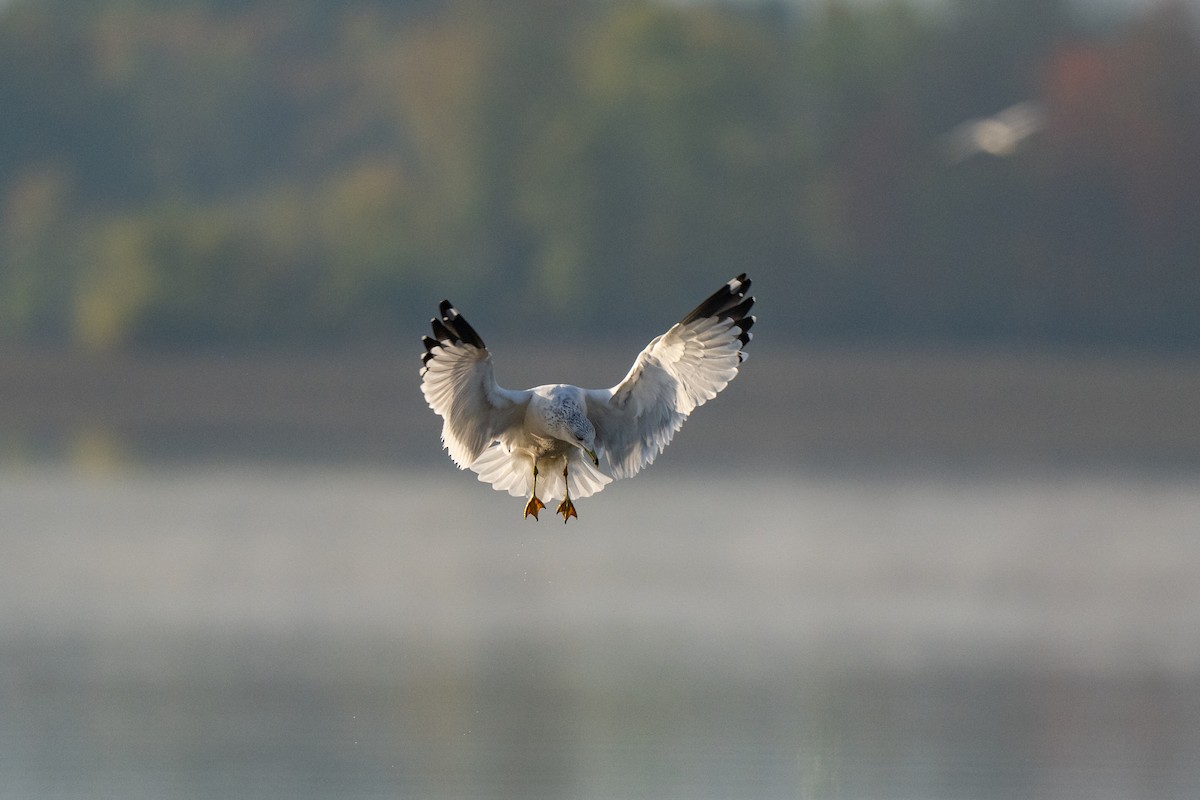 Ring-billed Gull - ML644116336