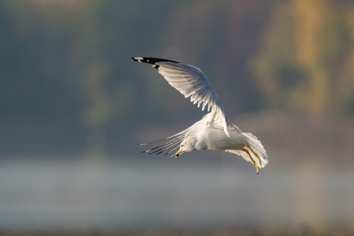 Ring-billed Gull - ML644116337