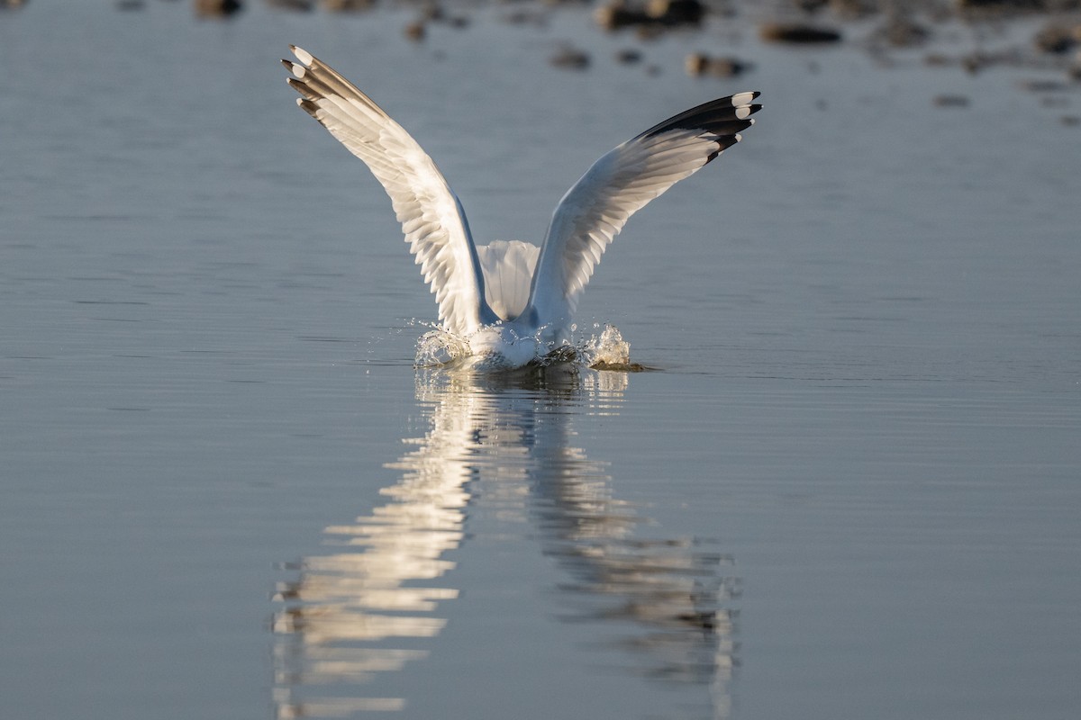 Ring-billed Gull - ML644116338