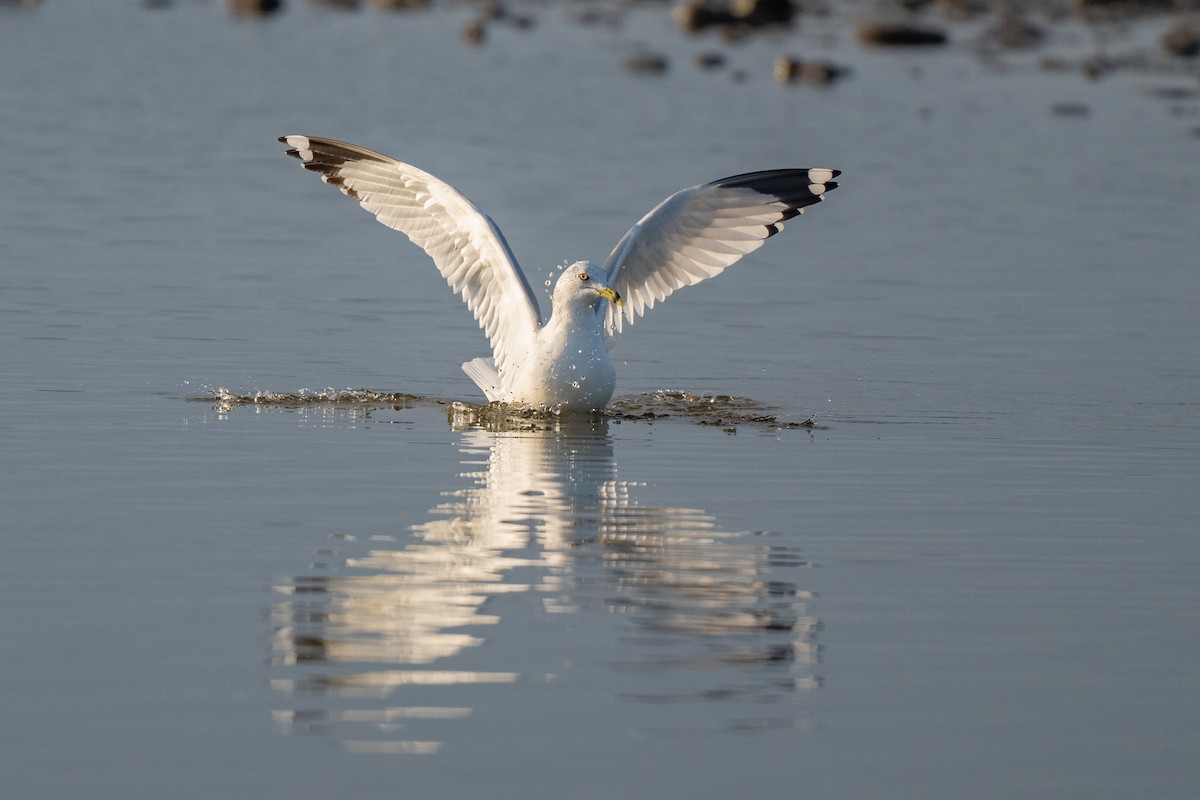 Ring-billed Gull - ML644116339