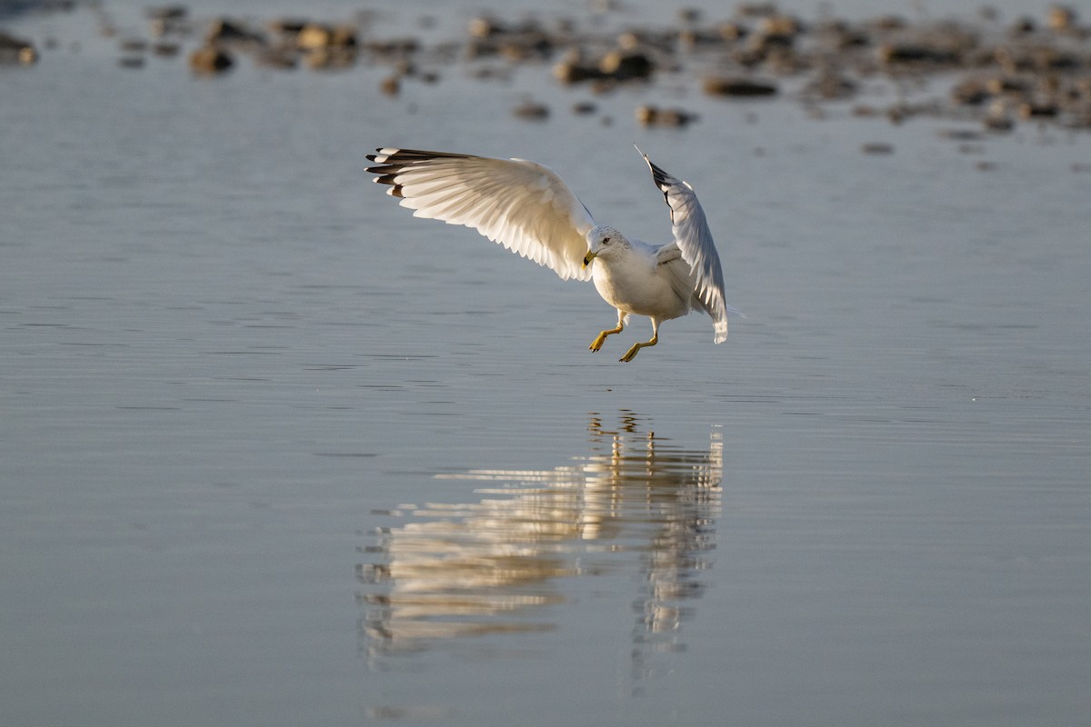 Ring-billed Gull - ML644116340
