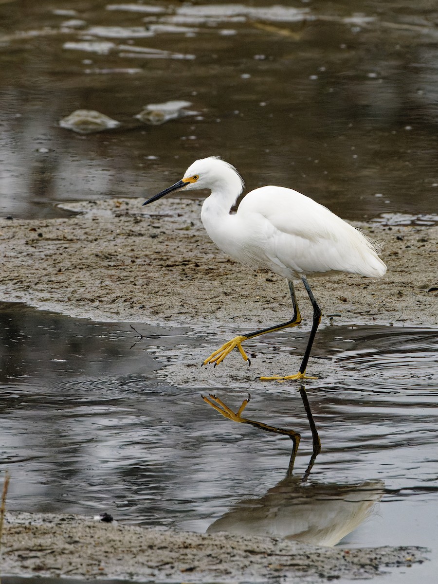 Snowy Egret - ML644116351