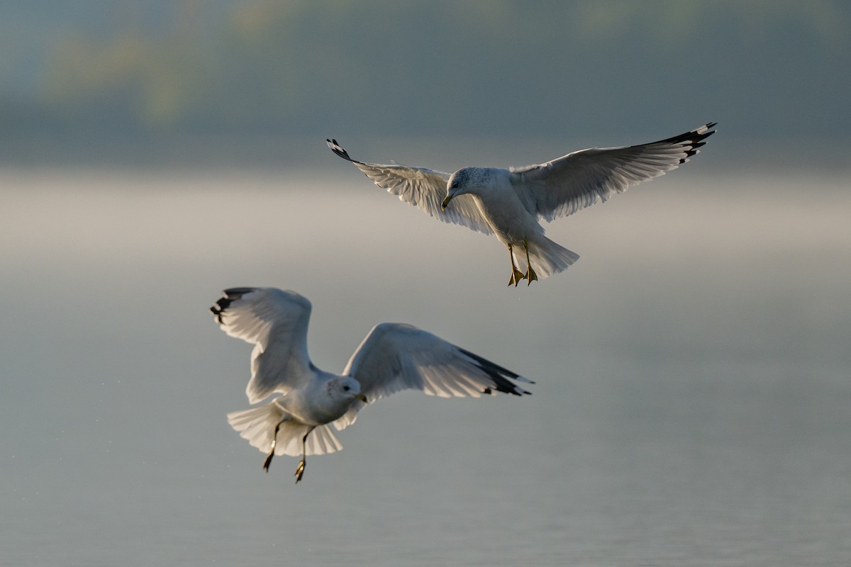 Ring-billed Gull - ML644116352