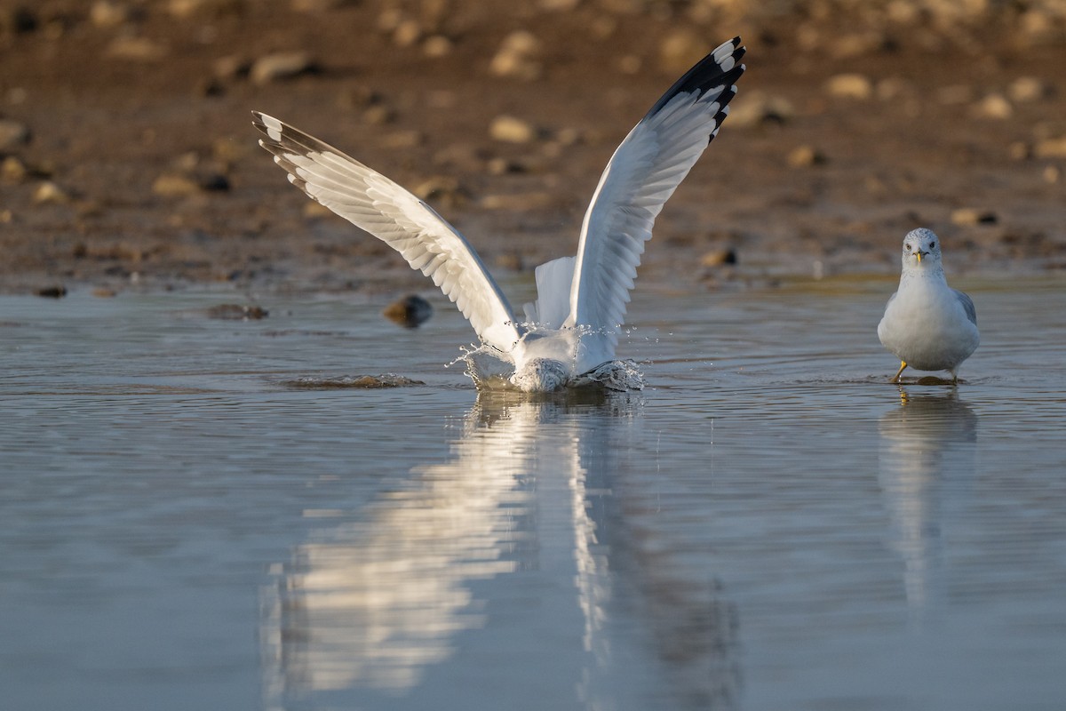 Ring-billed Gull - ML644116353