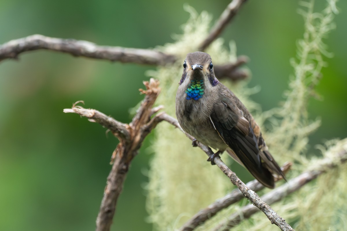 Бурый фиалкоух - ML644116356