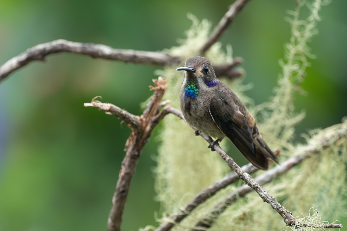 Бурый фиалкоух - ML644116357