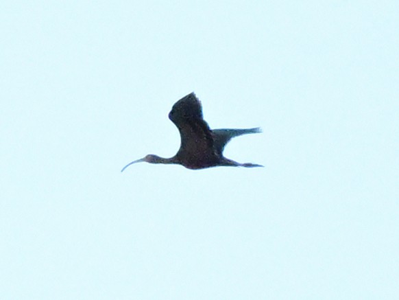 White-faced Ibis - ML644116358