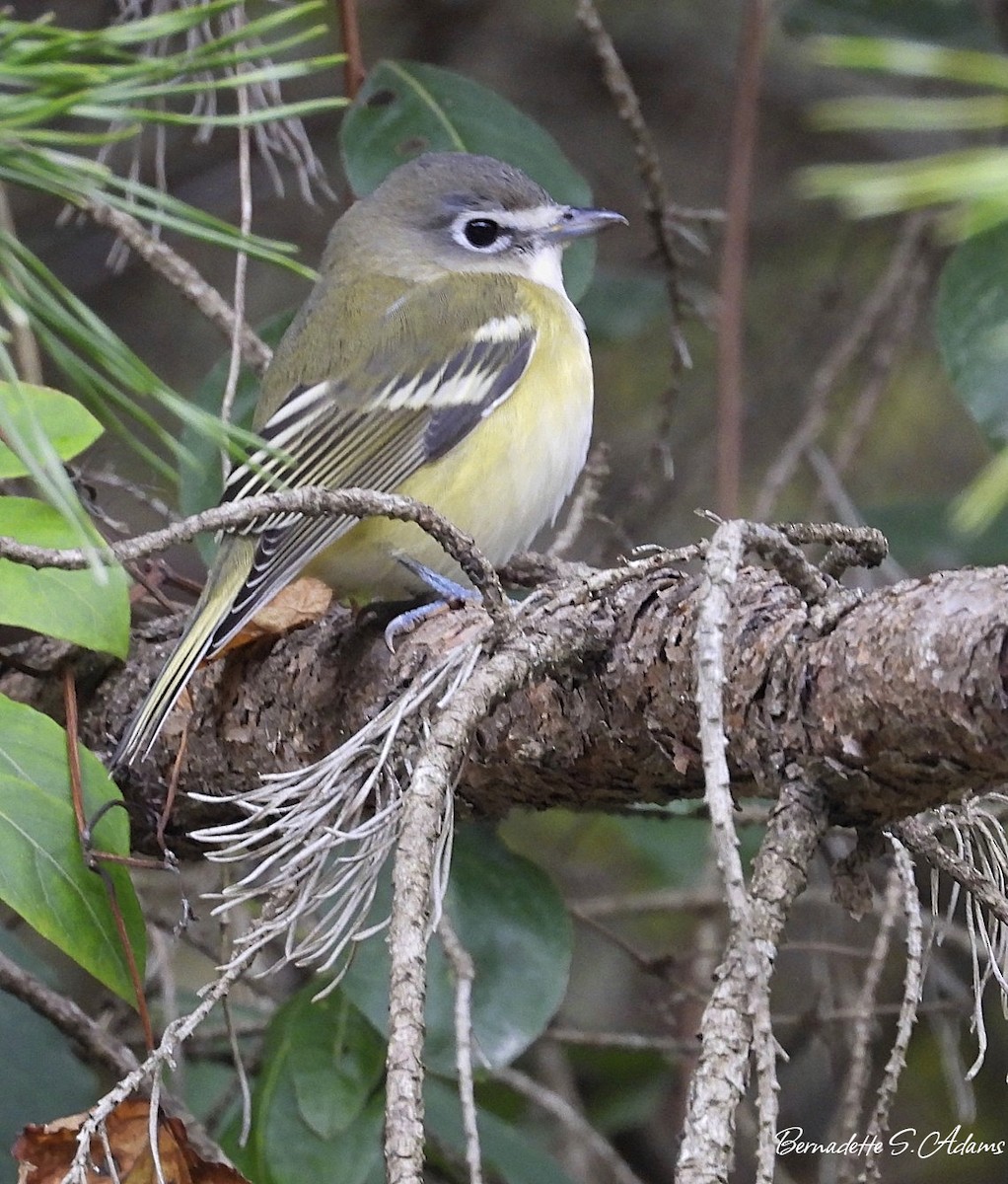 Blue-headed Vireo - ML644116360