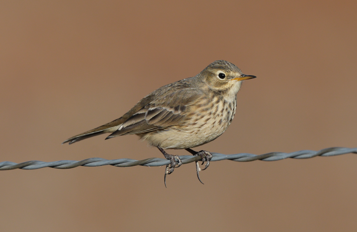 linduška tundrová - ML644116364