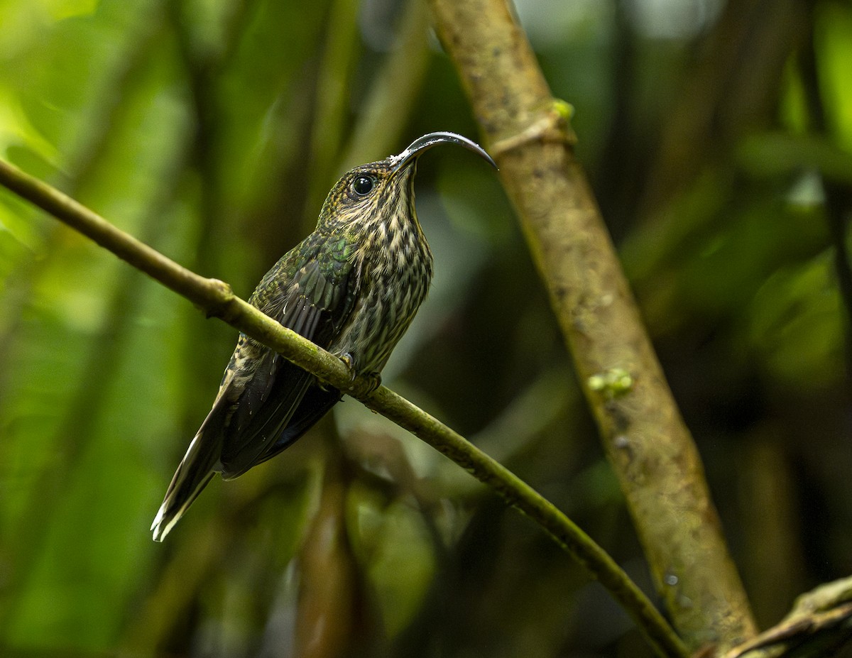 White-tipped Sicklebill - ML644116365