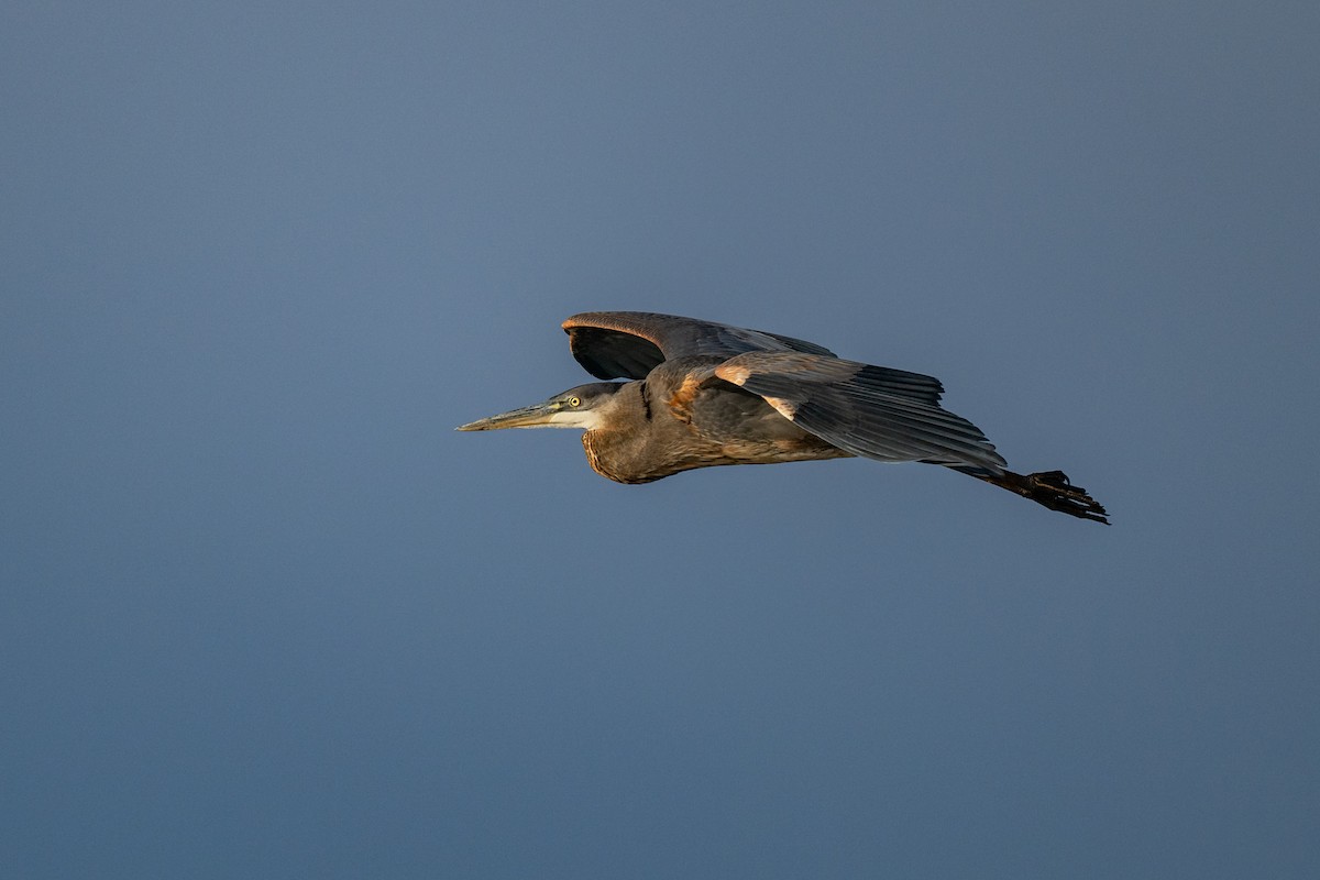 Great Blue Heron (Great Blue) - ML644116366