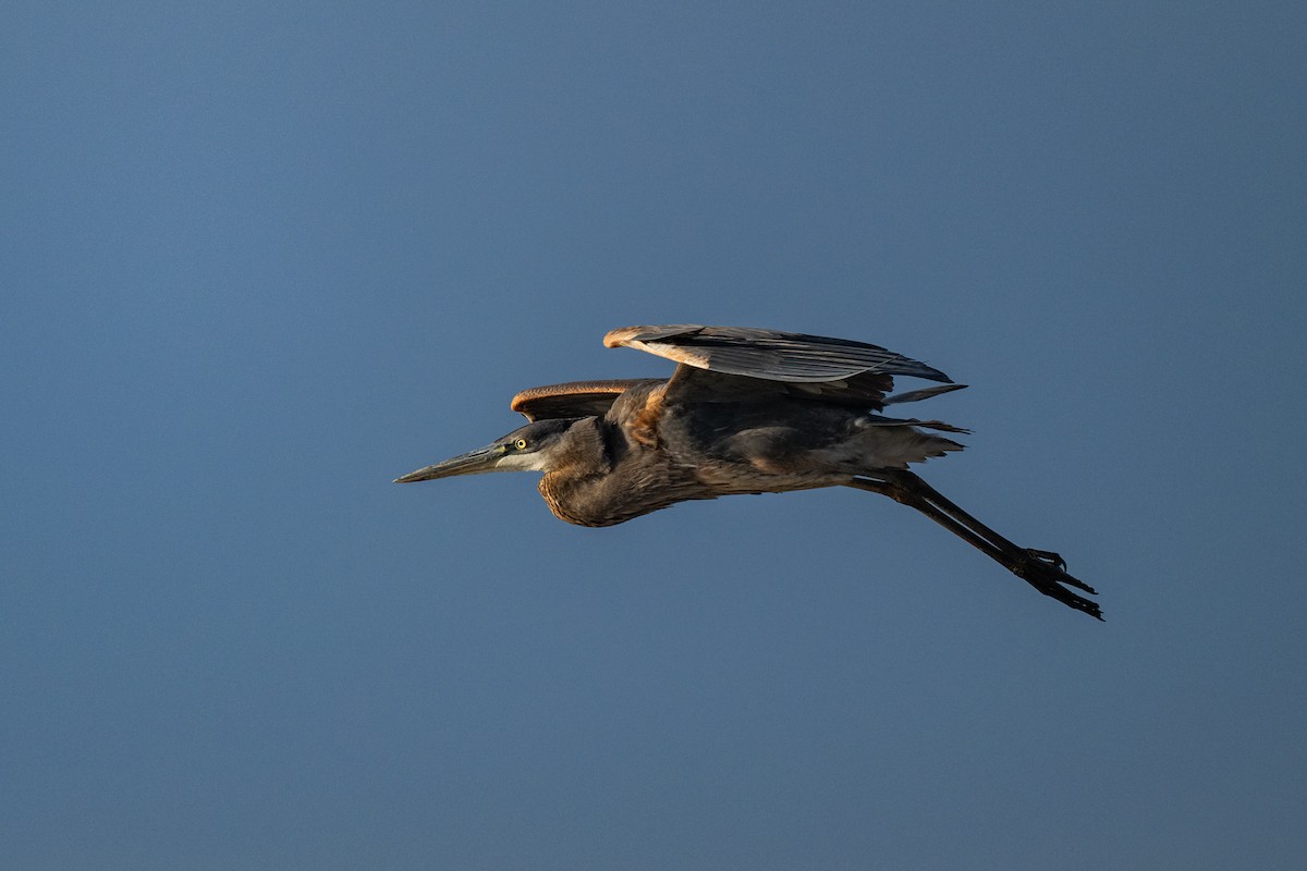 Great Blue Heron (Great Blue) - ML644116367