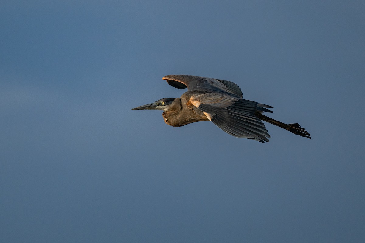 Great Blue Heron (Great Blue) - ML644116368