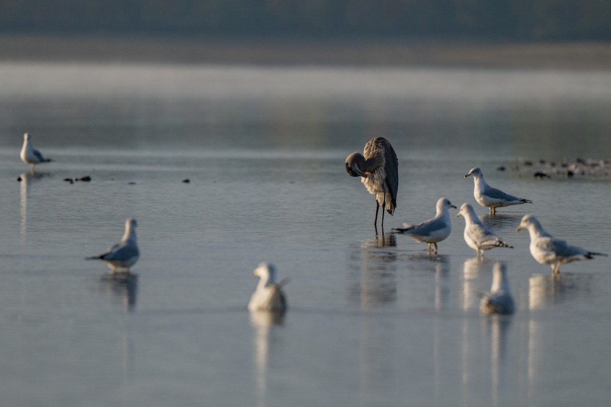 Great Blue Heron (Great Blue) - ML644116369