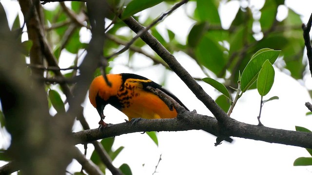 Spot-breasted Oriole - ML644116370