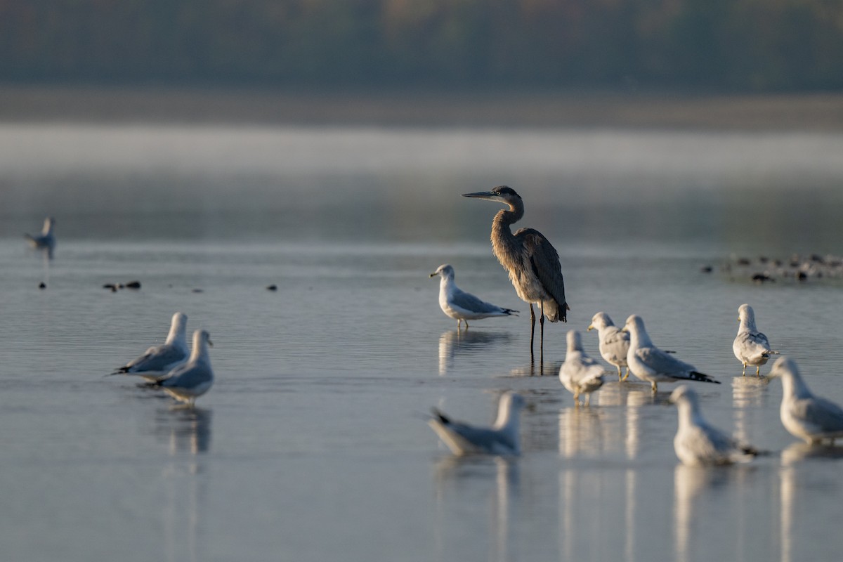 Great Blue Heron (Great Blue) - ML644116371