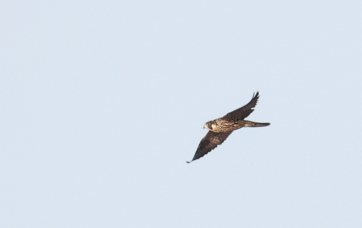 遊隼 - ML644116373