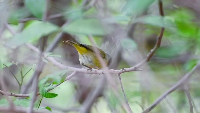 Nashville Warbler - ML644116379