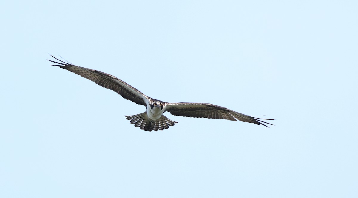Osprey - ML644116386