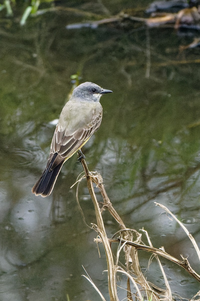 Cassin's Kingbird - ML644116389