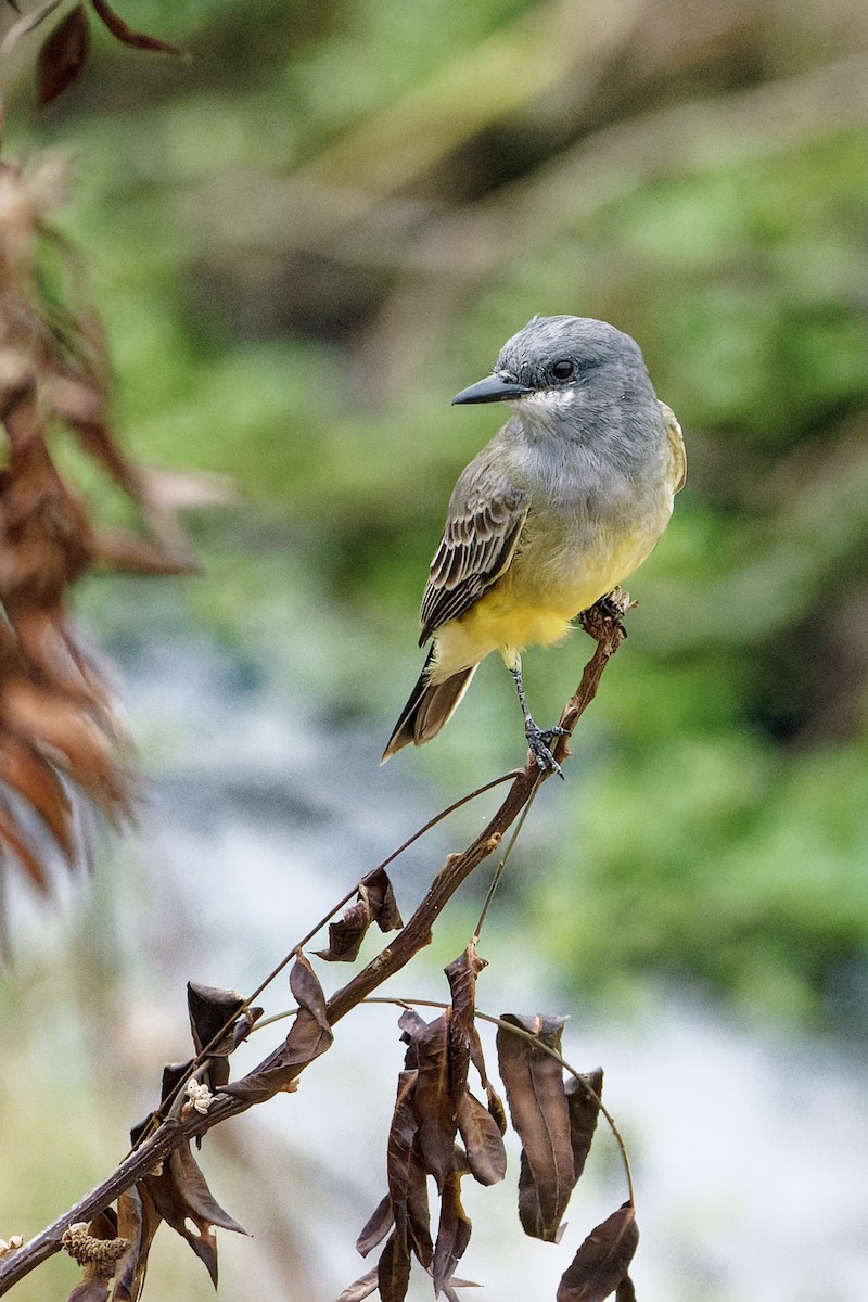 Cassin's Kingbird - ML644116390