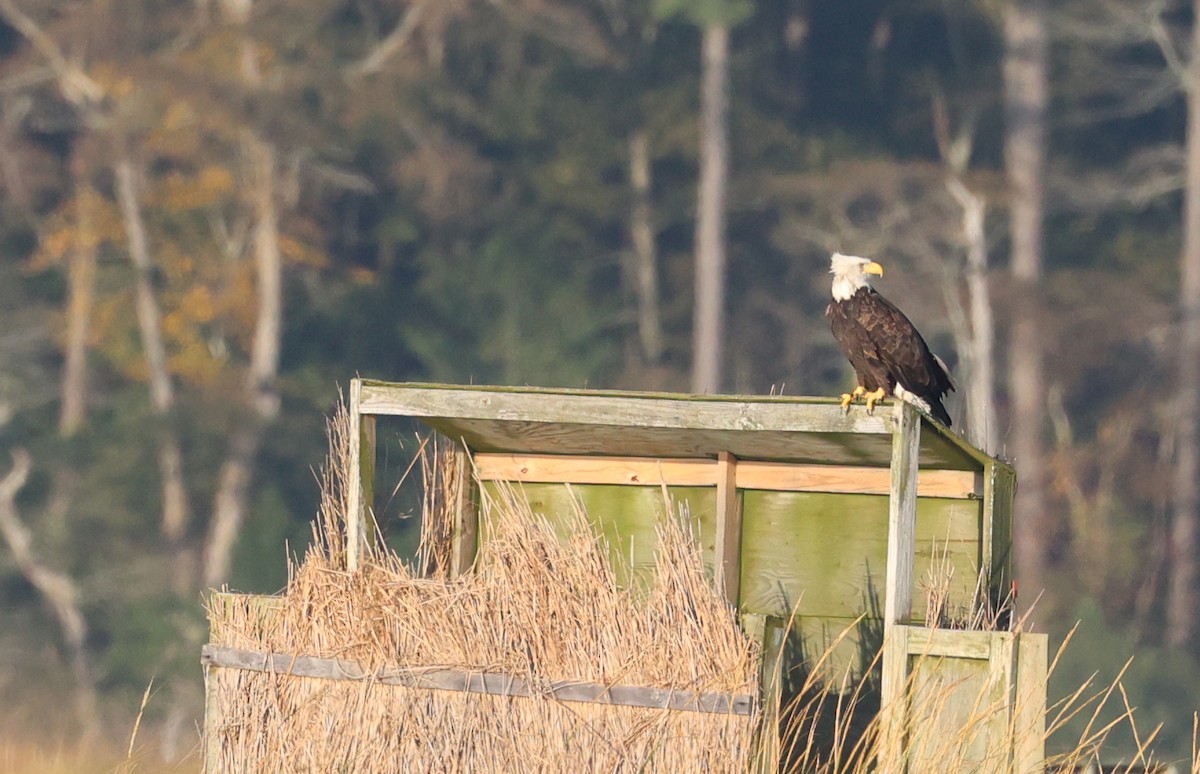 Bald Eagle - ML644116395