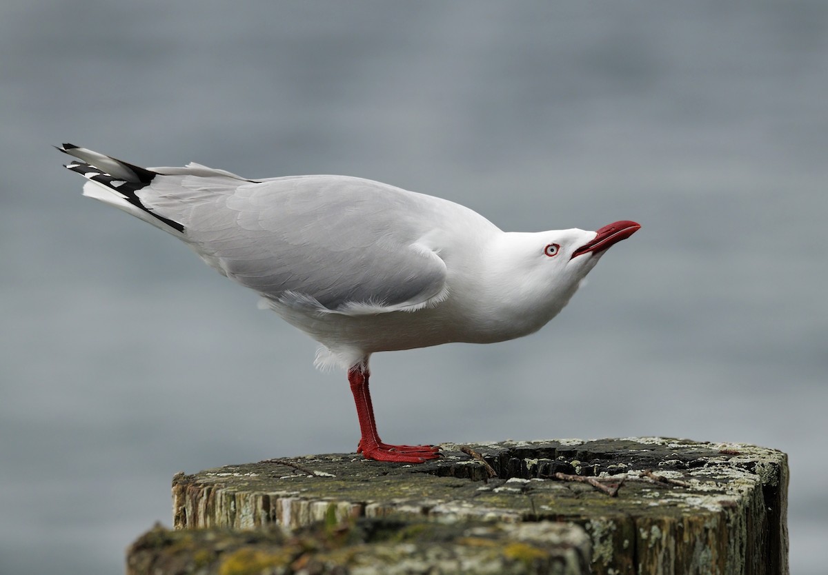 Silver Gull - ML644116397