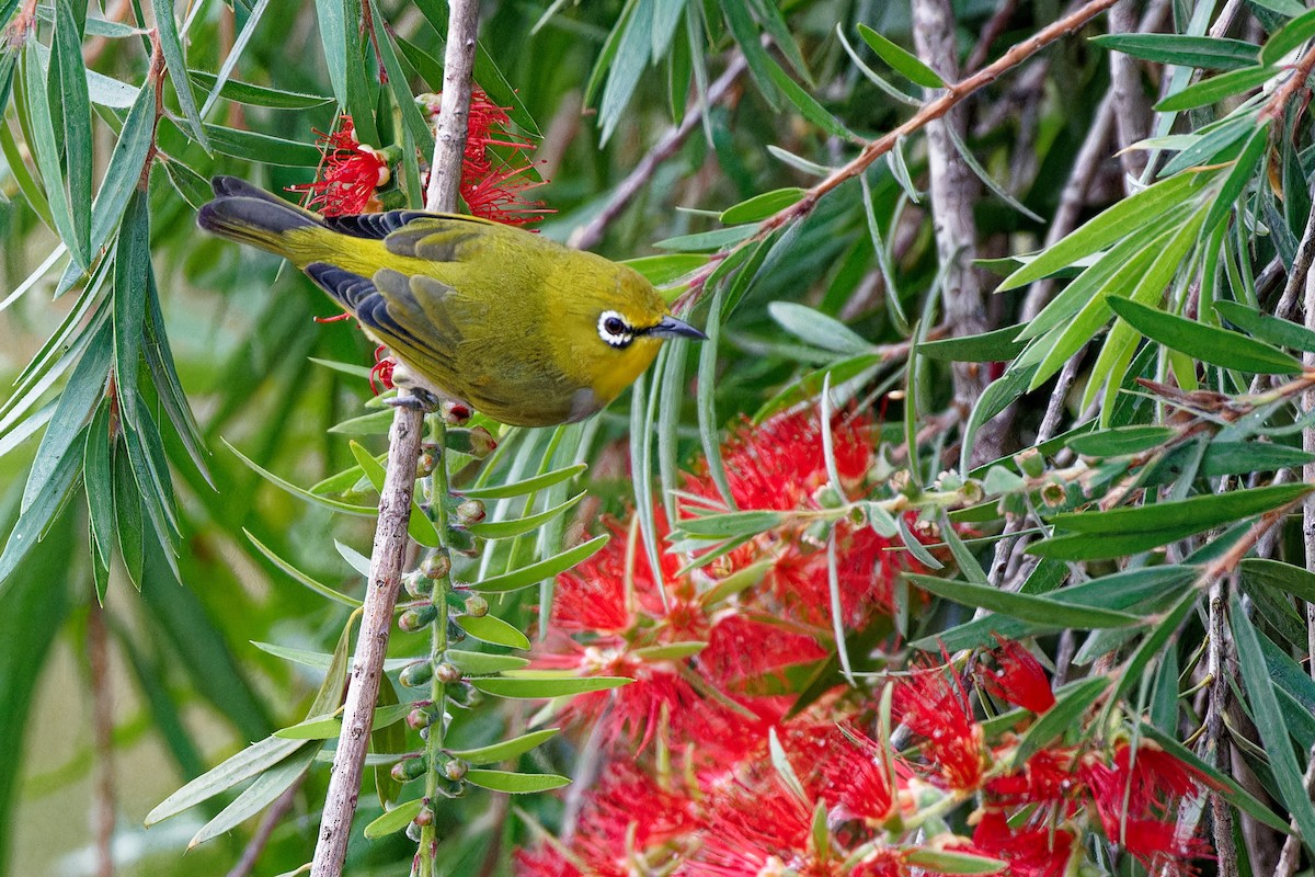Swinhoe's White-eye - ML644116411