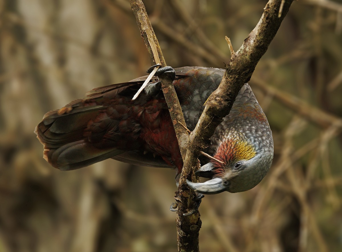 New Zealand Kaka - ML644116417